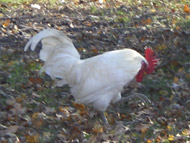 Casa vacanze Poggio ai Venti - il gallo