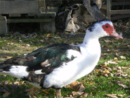 Holiday Home Poggio ai Venti - ducks